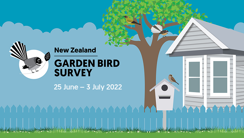 The 2022 New Zealand Garden Bird Survey starts today Waihi!