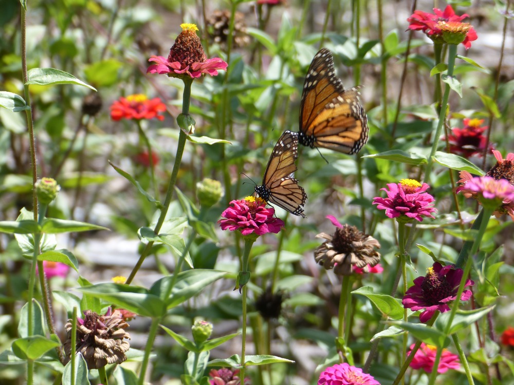 All aflutter with butterflies